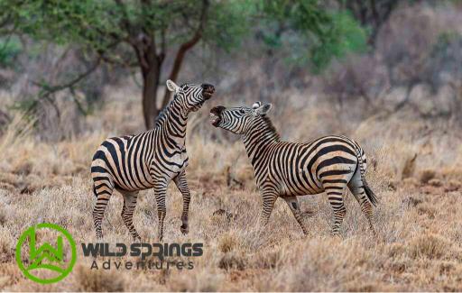 4 Days 3 Nights Meru National Park Kenya Safari